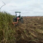 Labour pour planter du manioc et du maïs