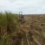 Labour pour planter du manioc et du maïs