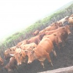 Traitement du gros bétail