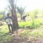 Traitement du gros bétail