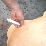 Traitement du gros bétail