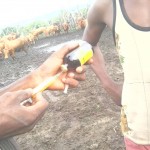 Traitement du gros bétail