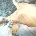 Traitement du gros bétail