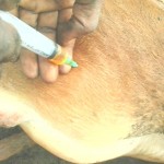 Traitement du gros bétail