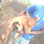 Traitement du gros bétail