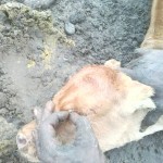 Traitement du gros bétail