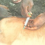 Traitement du gros bétail