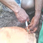 Traitement du gros bétail