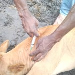 Traitement du gros bétail