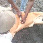 Traitement du gros bétail