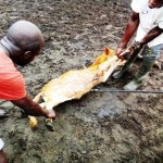 Traitement du gros bétail