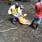 Traitement du gros bétail