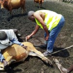 Traitement du gros bétail