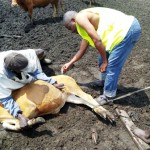 Traitement du gros bétail