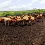 Traitement du gros bétail