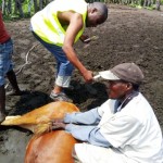 Traitement du gros bétail