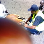 Traitement du gros bétail