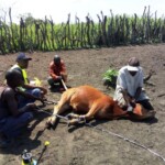 Traitement du gros bétail