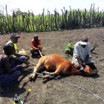Traitement du gros bétail