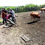 Traitement du gros bétail