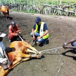 Traitement du gros bétail