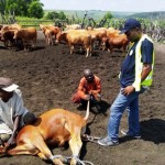 Traitement du gros bétail
