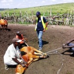Traitement du gros bétail