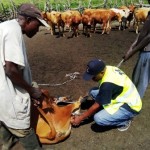 Traitement du gros bétail
