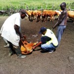 Traitement du gros bétail