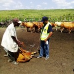 Traitement du gros bétail