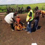 Traitement du gros bétail