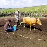 Traitement du gros bétail