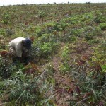 Récolte d'arachides au plateau de Bateke