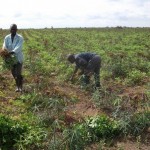 Récolte d'arachides au plateau de Bateke