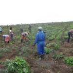 Récolte d'arachides au plateau de Bateke