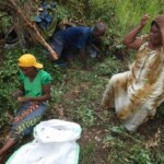 Récolte d'arachides au plateau de Bateke