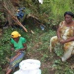 Récolte d'arachides au plateau de Bateke