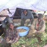 Récolte d'arachides au plateau de Bateke