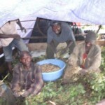 Récolte d'arachides au plateau de Bateke
