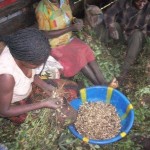 Récolte d'arachides au plateau de Bateke