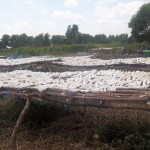 Traitement et séchage du manioc