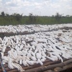 Traitement et séchage du manioc