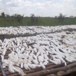 Traitement et séchage du manioc