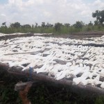 Traitement et séchage du manioc