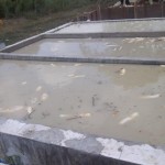 Traitement et séchage du manioc