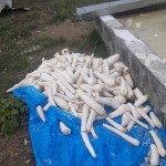 Traitement et séchage du manioc