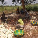 Traitement et séchage du manioc