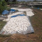 Traitement et séchage du manioc