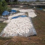 Traitement et séchage du manioc