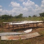 Traitement et séchage du manioc